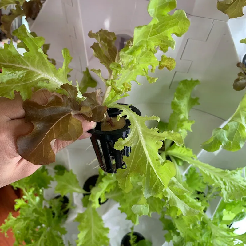 Serres agricoles, agriculture  - Agriculture Vertical Farming avis et prix