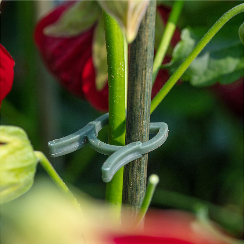 50/100 pièces Clips de jardina - Agriculture Vertical Farming avis et prix