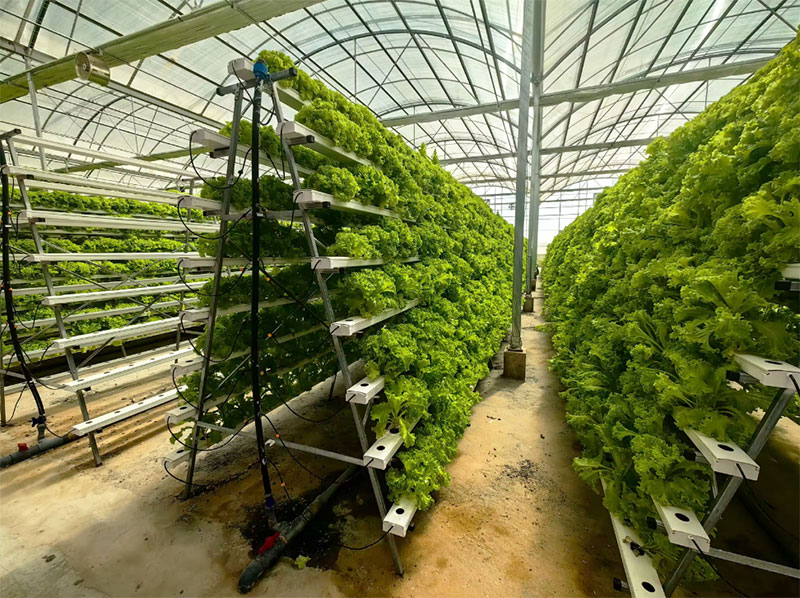Serreaux agricoles, système hy - Agriculture Vertical Farming avis et prix