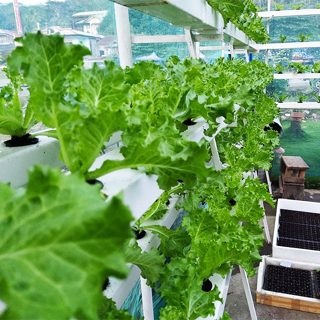 Serreaux agricoles, système hy - Agriculture Vertical Farming avis et prix